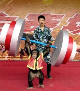 monkey_weights monkey_weights